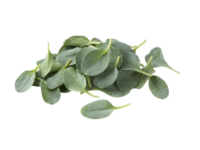 Erba Ostrica <i> (Mertensia maritima)</i>