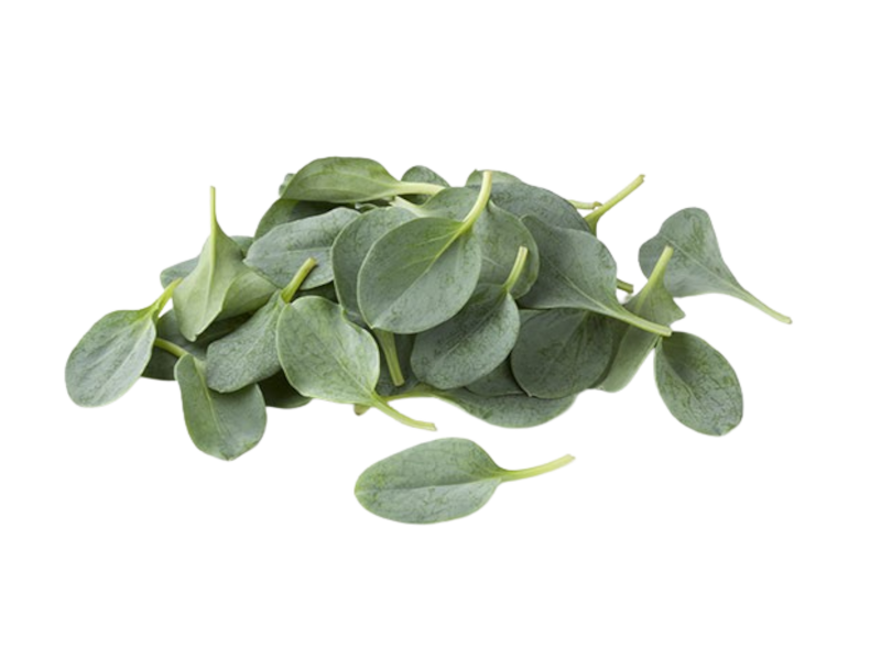 Erba Ostrica <i> (Mertensia maritima)</i>