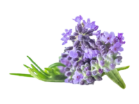 Lavanda Angustifoglia Lamorosia <i> (Lavandula angustifolia lamorosia)</i>