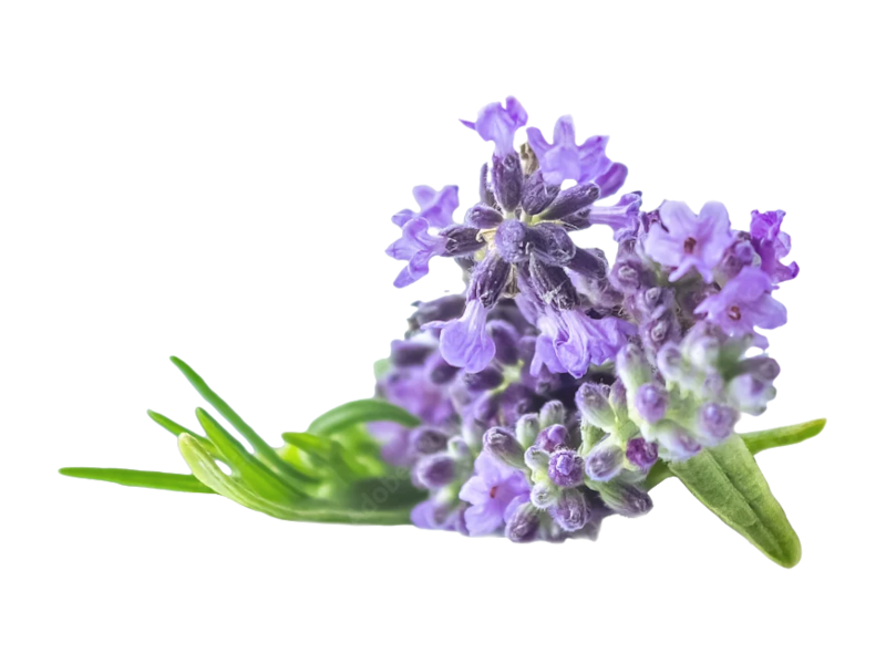 Lavanda Angustifoglia Lamorosia <i> (Lavandula angustifolia lamorosia)</i>