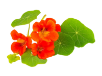 Nasturzio Lucifer <i> (Tropaeolum majus)</i>