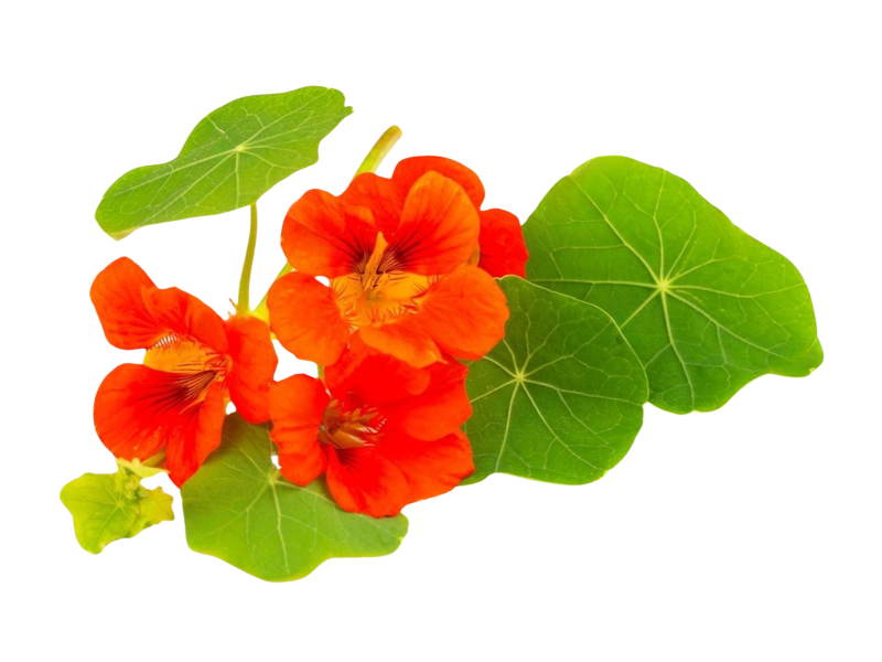 Nasturzio Lucifer <i> (Tropaeolum majus)</i>