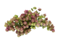 Origano Kirigami <i> (Origanum rotundifolium "Kirigami")</i>