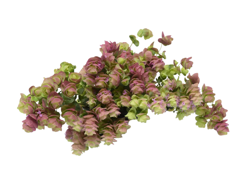 Origano Kirigami <i> (Origanum rotundifolium "Kirigami")</i>