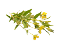 Salvia di Gerusalemme <i> (Phlomis Fruticosa)</i>