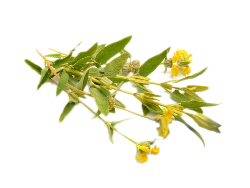 Salvia di Gerusalemme <i> (Phlomis Fruticosa)</i>