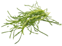 Erba Oliva - Santolina Viridis <i> (Santolina rosmarinifolia)</i>