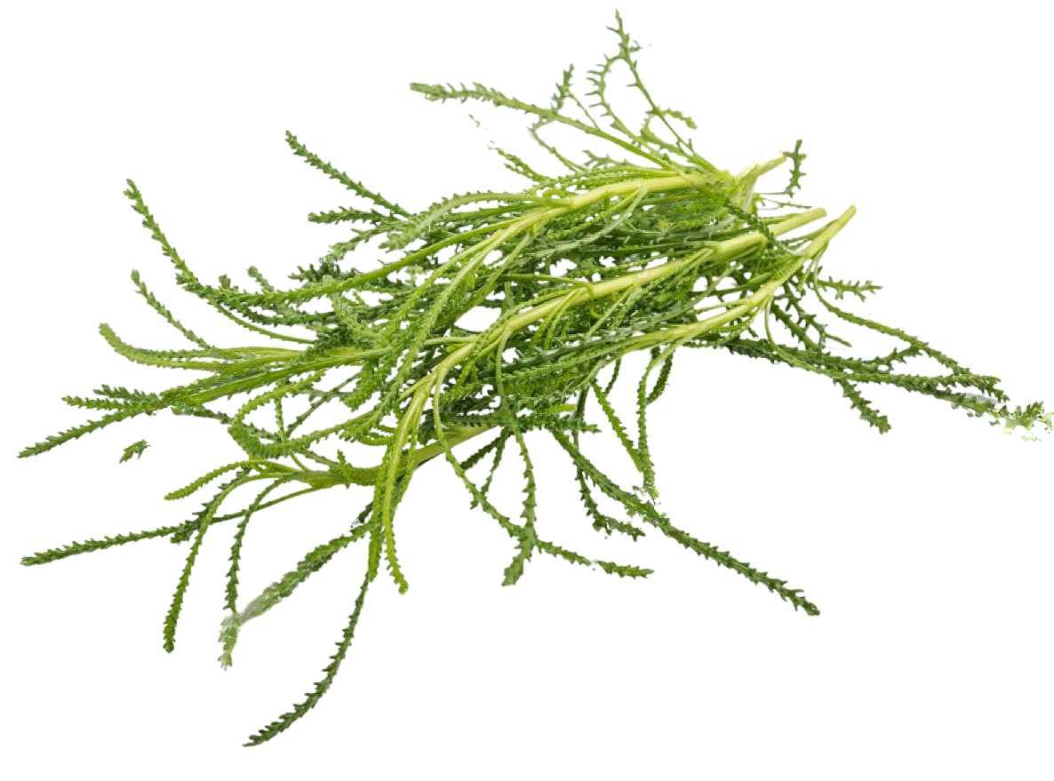 Erba Oliva - Santolina Viridis <i> (Santolina rosmarinifolia)</i>