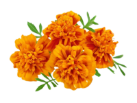 Tageta Filifolia <i> (Tagetes filifolia)</i>