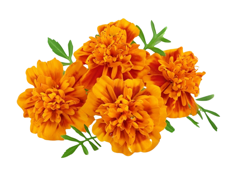 Tageta Filifolia <i> (Tagetes filifolia)</i>