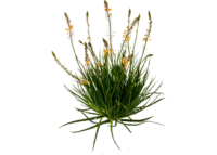 Bulbinella Gialla<i> (Bulbine Fructescens)</i>