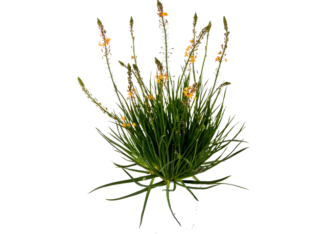 Bulbinella Gialla<i> (Bulbine Fructescens)</i>