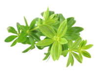 Asperula<i> (Galium odoratum)</i>