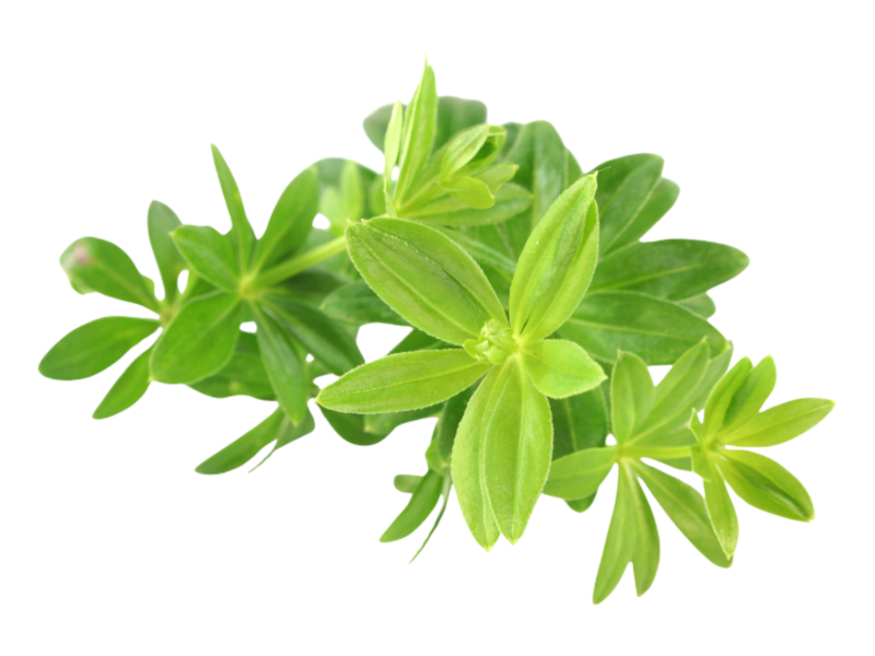 Asperula<i> (Galium odoratum)</i>