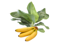 Banano nano<i> (Musa Acuminata)</i>