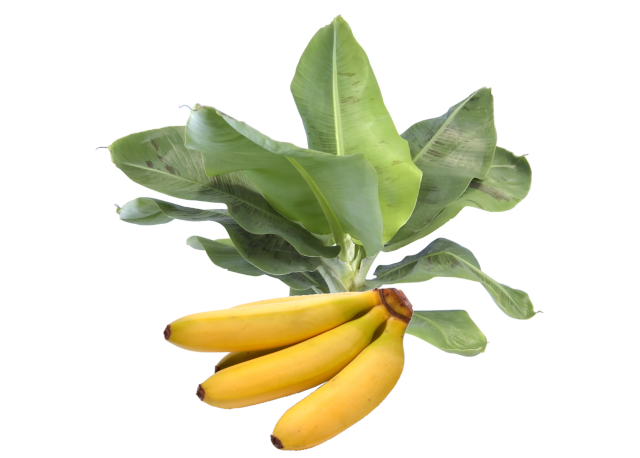 Banano nano<i> (Musa Acuminata)</i>