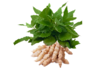 Carciofo cinese<i> (Stachys sieboldii)</i>