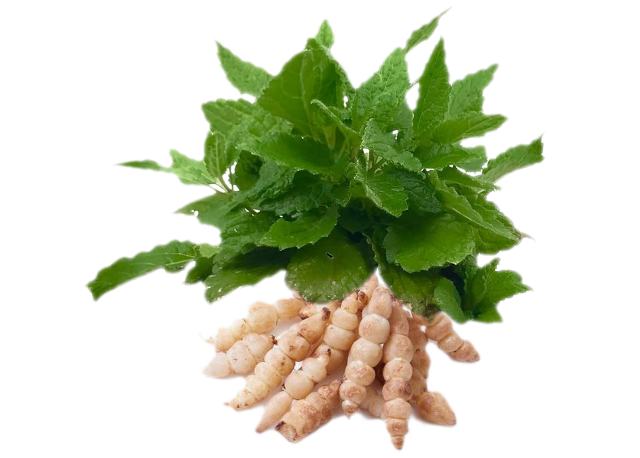 Carciofo cinese<i> (Stachys sieboldii)</i>