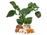 Erba funfo<i> (Rungia klossii)</i>