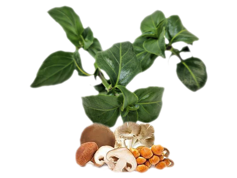Erba funfo<i> (Rungia klossii)</i>