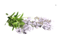 Lavanda angustifoglia Early White<i> (Lavandula angustifolia "Early white")</i>