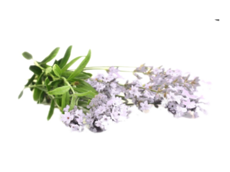 Lavanda angustifoglia Early White<i> (Lavandula angustifolia "Early white")</i>