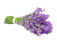 Lavanda angustifoglia munstead<i> (Lavandula angustifolia "Munstead")</i>