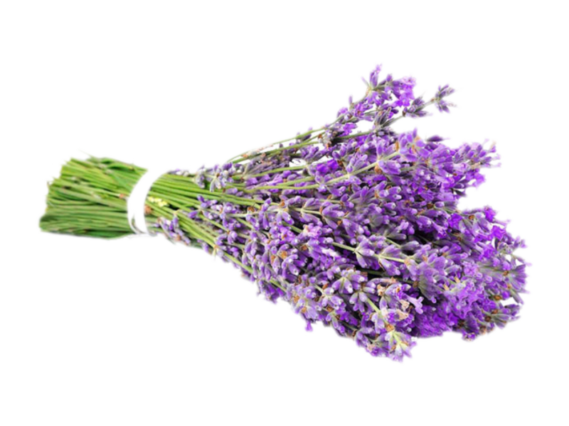 Lavanda angustifoglia munstead<i> (Lavandula angustifolia "Munstead")</i>