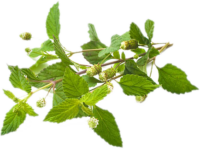 Lippia dulcis<i> (Phyla dulcis)</i>