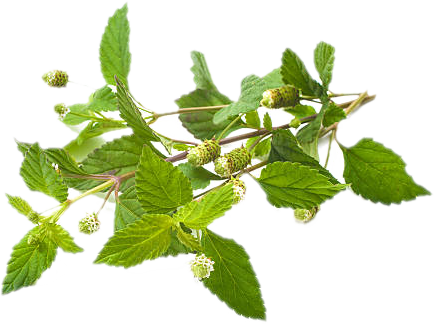 Lippia dulcis<i> (Phyla dulcis)</i>