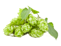 Luppolo<i> (Humulus Lupulus)</i>