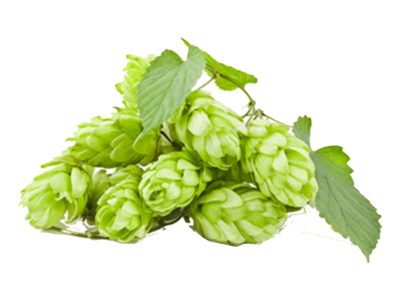 Luppolo<i> (Humulus Lupulus)</i>