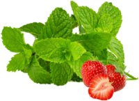 Menta fragola<i> (Mentha suaveolens f.)</i>