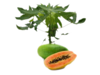 Papaya<i> (Carica papaya)</i>