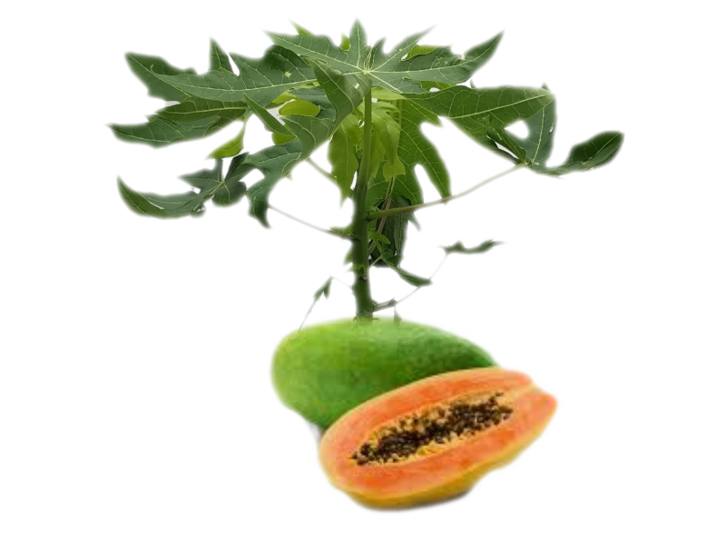 Papaya<i> (Carica papaya)</i>
