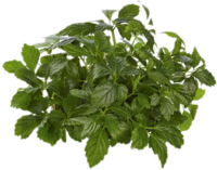 Erba della vita<i> (Gynostemma Pentaphyllum)</i>