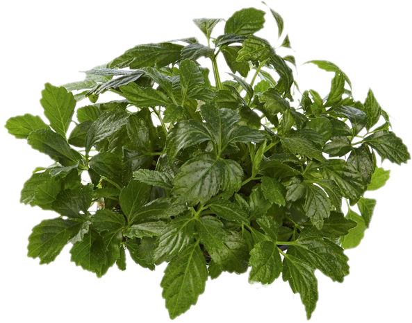 Erba della vita<i> (Gynostemma Pentaphyllum)</i>